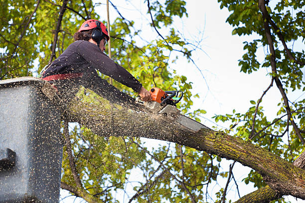 How Our Tree Care Process Works  in  Mishicot, WI